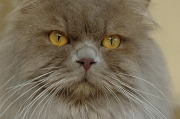 BRITISH LONGHAIR 005